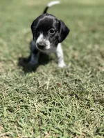Sadie , a female Miniature Dachshund for sale in Chickasha, OK – 3 of 3
