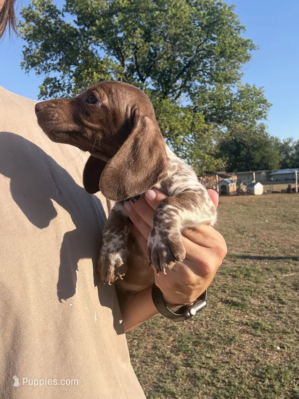 Hondo – Miniature Dachshund puppy for sale in Chickasha, OK