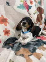 Baxter , a male Miniature Dachshund for sale in Chickasha, OK – 2 of 3