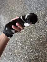 Nelly, a female Miniature Dachshund for sale in Chickasha, OK – Photo 5 of 5