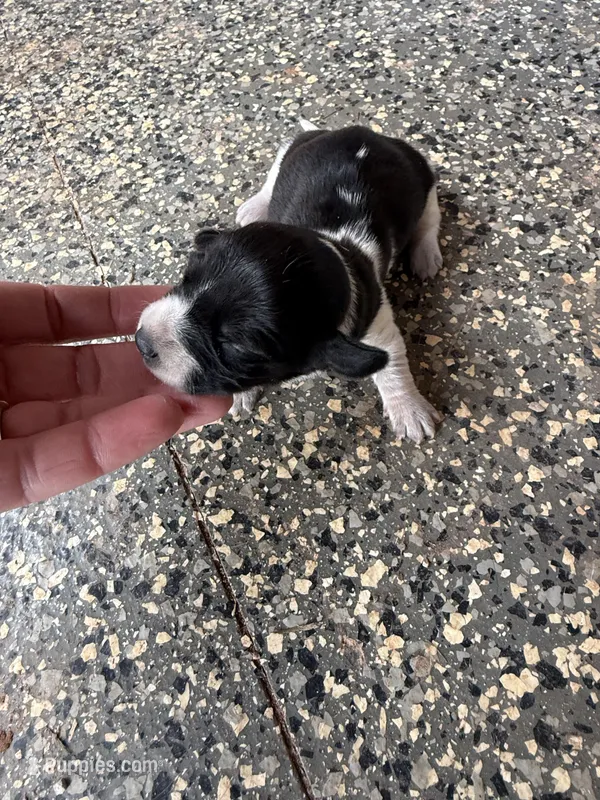 Nelly – Miniature Dachshund puppy for sale in Chickasha, OK