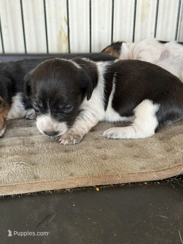 Nelly – Miniature Dachshund puppy for sale in Chickasha, OK