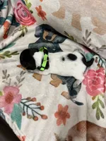 hogg, a male Miniature Dachshund for sale in Chickasha, OK – 3 of 3