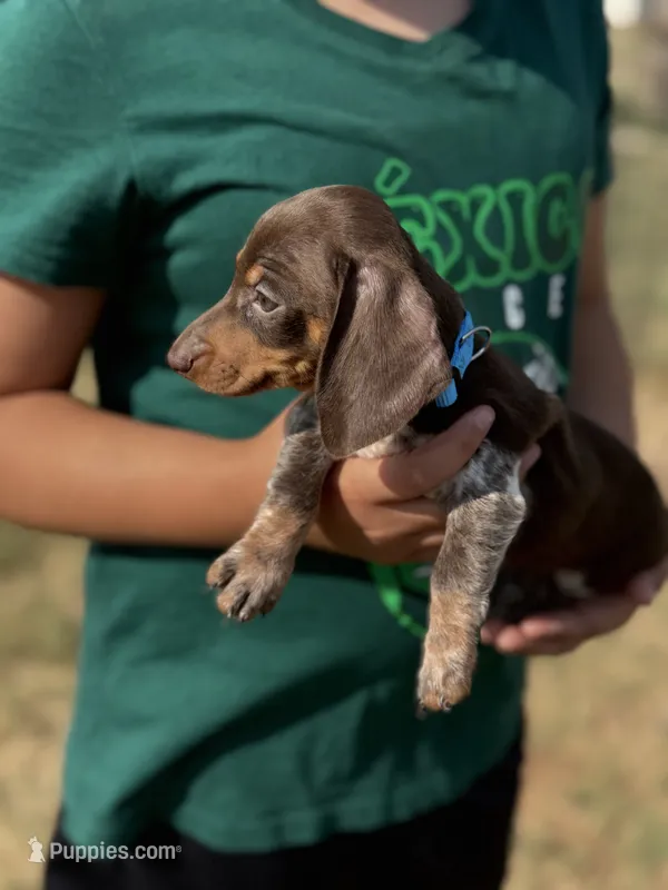 Thumper – Miniature Dachshund puppy for sale in Chickasha, OK