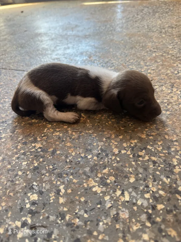 Hondo – Miniature Dachshund puppy for sale in Chickasha, OK