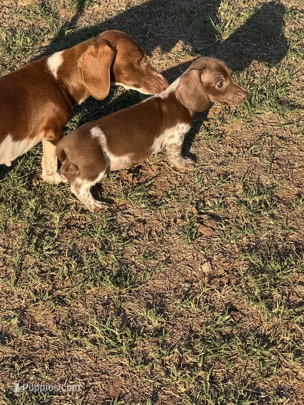 Hondo – Miniature Dachshund puppy for sale in Chickasha, OK