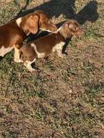 Hondo, a male Miniature Dachshund for sale in Chickasha, OK – 2 of 8