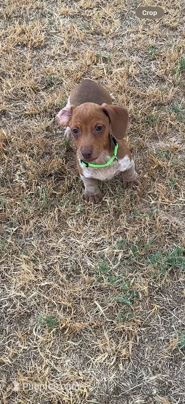 max – Miniature Dachshund puppy for sale in Chickasha, OK