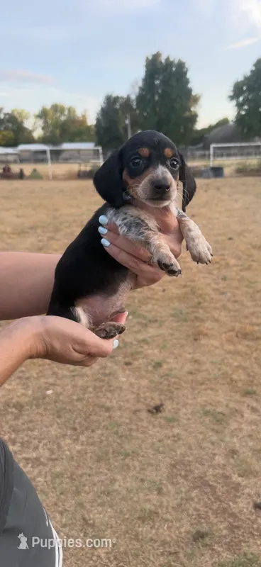 Moose – Miniature Dachshund puppy for sale in Chickasha, OK
