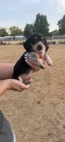 Moose, a male Miniature Dachshund for sale in Chickasha, OK – 5 of 10