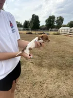 Emma, a female Miniature Dachshund for sale in Chickasha, OK – 2 of 2
