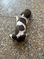 Lottie, a female Miniature Dachshund for sale in Chickasha, OK – 3 of 3