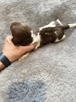 Goose , a male Miniature Dachshund for sale in Chickasha, OK – Photo 1 of 4