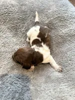 Goose , a male Miniature Dachshund for sale in Chickasha, OK – Photo 3 of 4