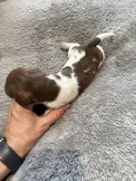 Goose , a male Miniature Dachshund for sale in Chickasha, OK – Photo 4 of 4