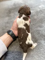 Goose , a male Miniature Dachshund for sale in Chickasha, OK – Photo 2 of 4