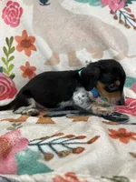 Moose, a male Miniature Dachshund for sale in Chickasha, OK – 9 of 10