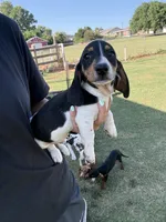 Moose , a male Miniature Dachshund for sale in Chickasha, OK – 3 of 4