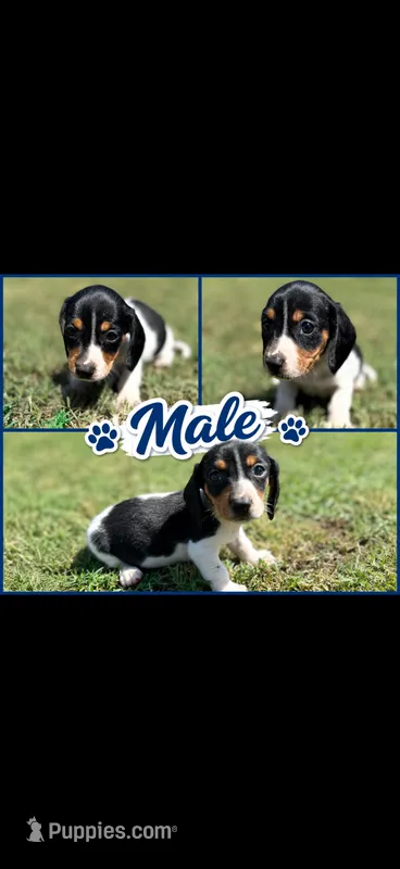 Mac  – Miniature Dachshund puppy for sale in Chickasha, OK