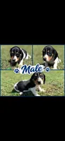 Mac , a male Miniature Dachshund for sale in Chickasha, OK – 1 of 1