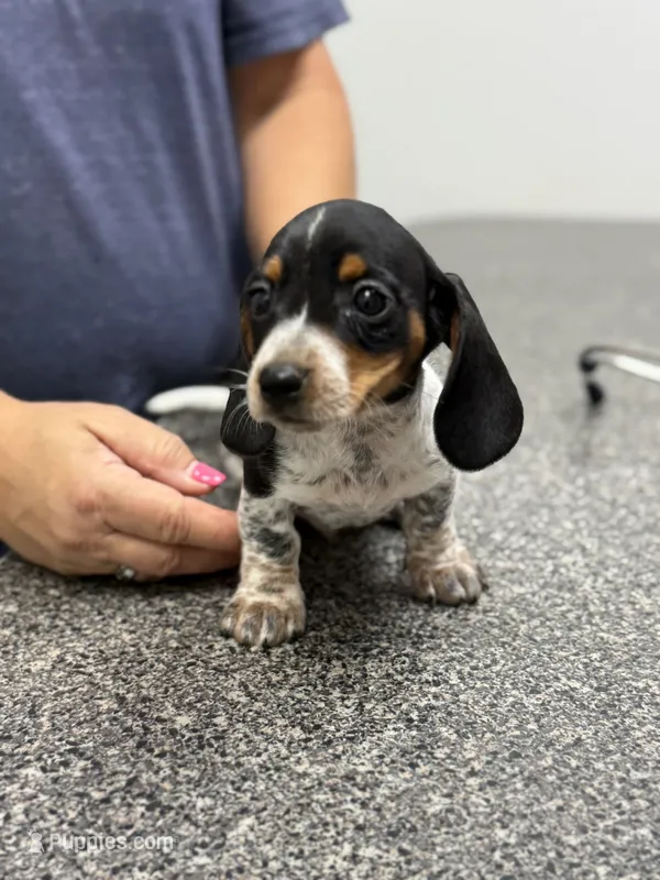 Bo – Miniature Dachshund puppy for sale in Chickasha, OK