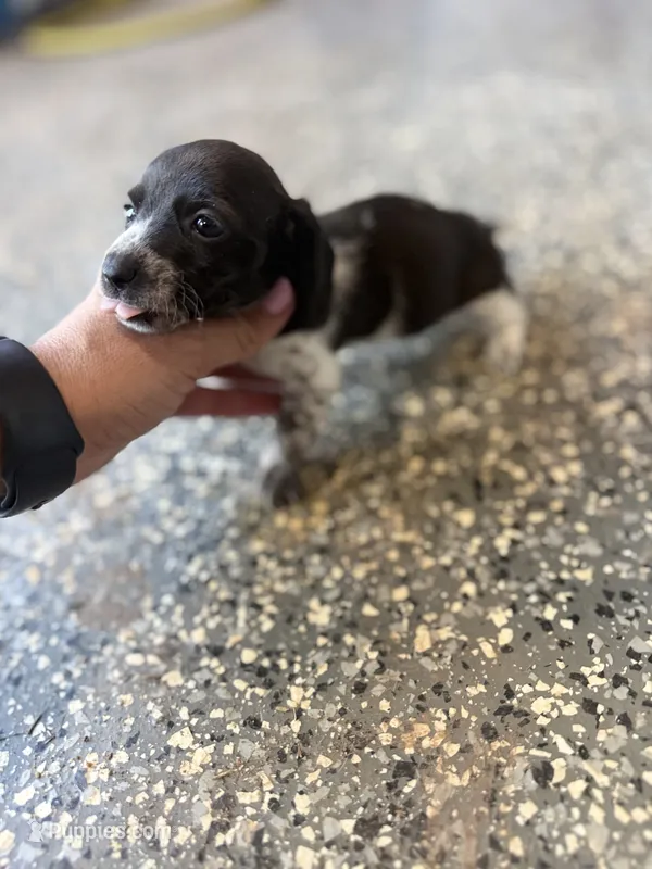 Nelly – Miniature Dachshund puppy for sale in Chickasha, OK