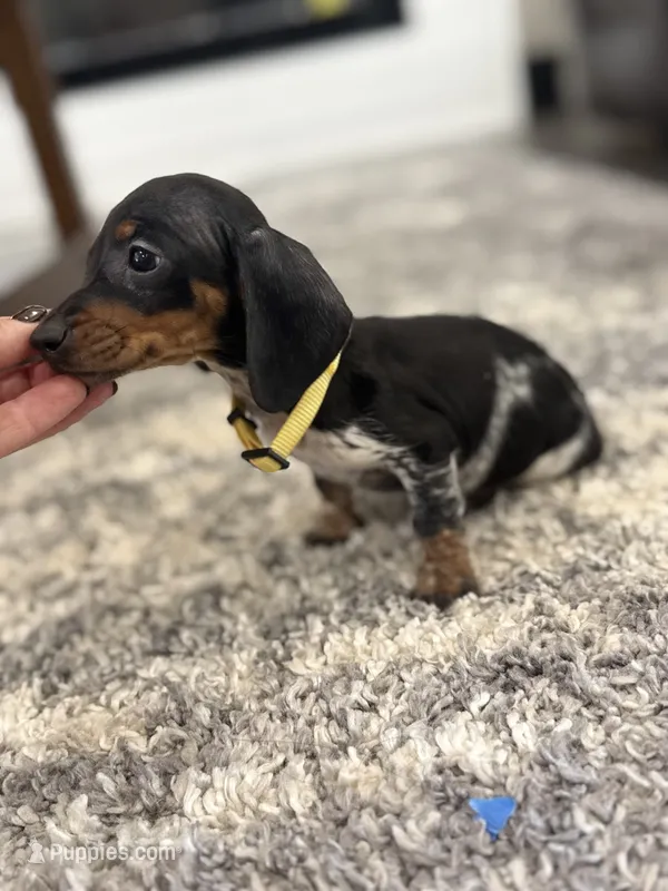Daisy  – Miniature Dachshund puppy for sale in Chickasha, OK