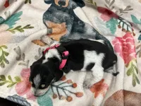 Livie, a female Miniature Dachshund for sale in Chickasha, OK – 2 of 4
