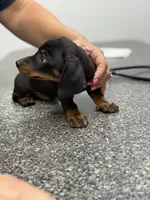 scamp, a male Miniature Dachshund for sale in Chickasha, OK – 2 of 2