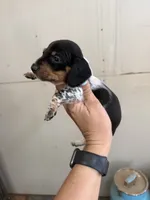 Minnie, a female Miniature Dachshund for sale in Chickasha, OK – 4 of 4