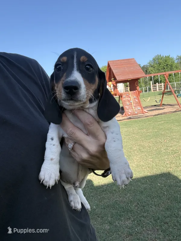 Moose  – Miniature Dachshund puppy for sale in Chickasha, OK
