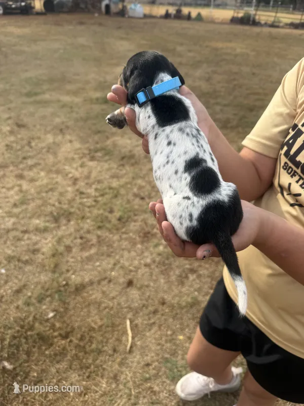 hogg – Miniature Dachshund puppy for sale in Chickasha, OK