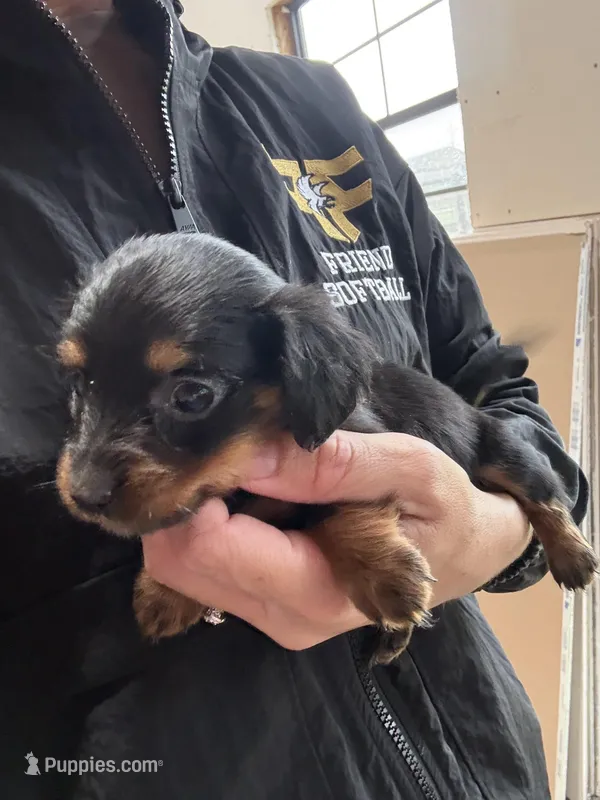 Daisy , a female Miniature Dachshund for sale in Chickasha, OK – Photo 1 of 2