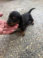 Daisy , a female Miniature Dachshund for sale in Chickasha, OK – Photo 2 of 2