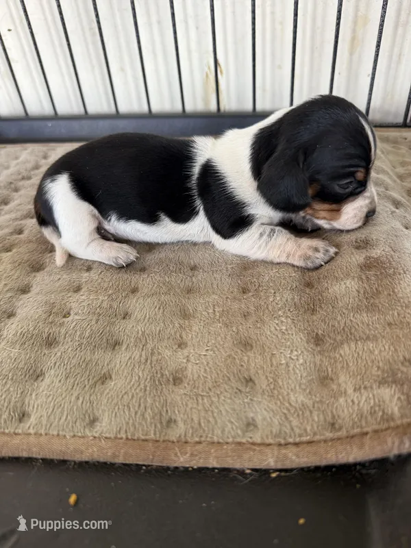 Bo – Miniature Dachshund puppy for sale in Chickasha, OK
