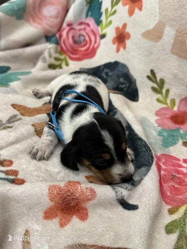 coop – Miniature Dachshund puppy for sale in Chickasha, OK