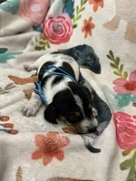 coop, a male Miniature Dachshund for sale in Chickasha, OK – 1 of 3