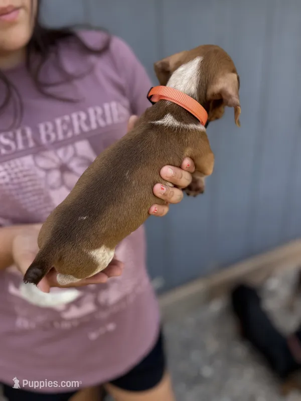 max – Miniature Dachshund puppy for sale in Chickasha, OK