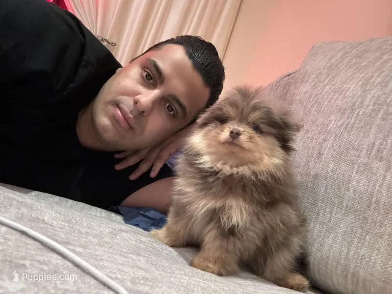 sushi – Pomeranian puppy for sale in New York, NY