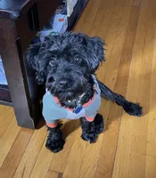 Bruce, a male Yorkipoo for sale in Chicago, IL – Photo 2 of 4