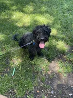 Bruce, a male Yorkipoo for sale in Chicago, IL – Photo 4 of 4