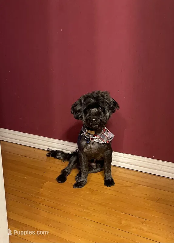 Bruce – Yorkipoo puppy for sale in Chicago, IL