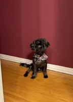 Bruce, a male Yorkipoo for sale in Chicago, IL – Photo 1 of 4