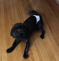 Bruce, a male Yorkipoo for sale in Chicago, IL – Photo 3 of 4