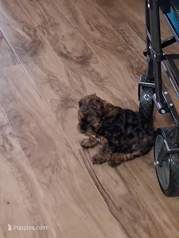 Tiny  – Cockapoo puppy for sale in Braham, MN