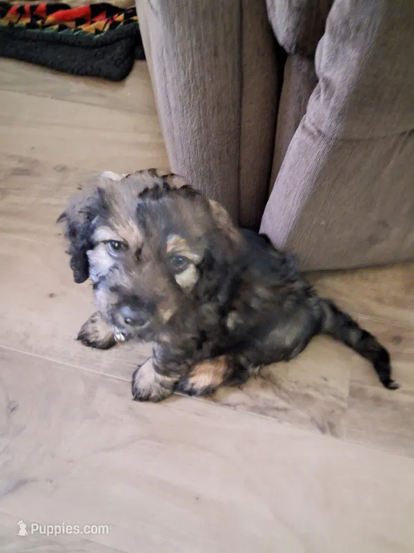 Lovey – Cockapoo puppy for sale in Braham, MN