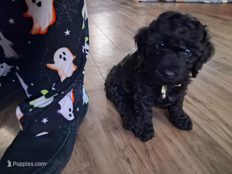 Yellow , a male Cockapoo for sale in Braham, MN – Photo 1 of 1