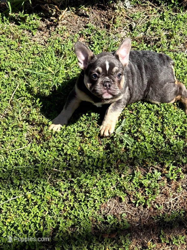 Prissy  – French Bulldog puppy for sale in Oakland, CA