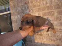 RED MALE, a male Miniature Dachshund for sale in Springfield, TN – Photo 8 of 10