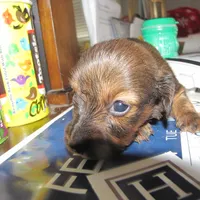 LONG HAIR RED  GIRL, a female Miniature Dachshund for sale in Springfield, TN – Photo 6 of 9
